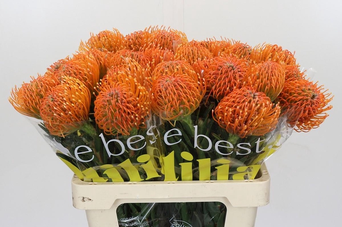 <h4>Nutans Ayoba Peach</h4>