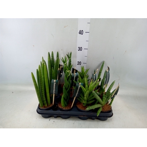 Sansevieria cyl.  ...