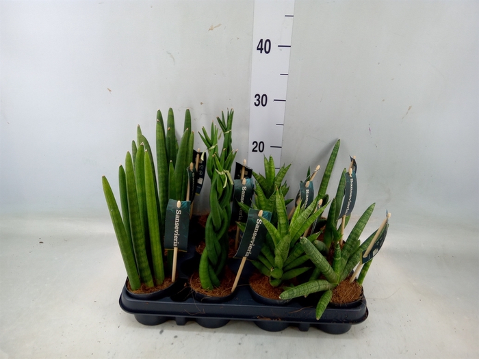 <h4>Sansevieria cyl.  ...</h4>