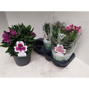 Alstroemeria Inca Collection (gemengd)