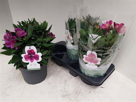 <h4>Alstroemeria Inca Collection (gemengd)</h4>