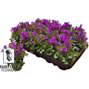 .Campanula portenschlagiana blue pkmp01