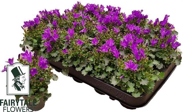 <h4>.Campanula portenschlagiana blue pkmp01</h4>
