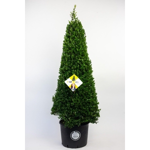 Ilex crenata Dark Green, P36, Kegel 110-120cm