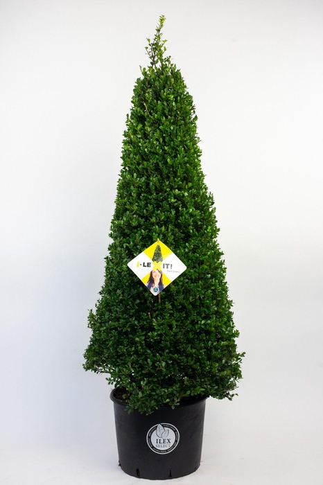 <h4>Ilex crenata Dark Green, P36, Kegel 110-120cm</h4>