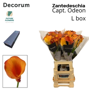 Zant Capt Odeon Large Box 65 Cm