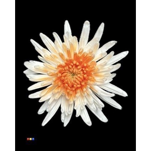 Chr G Ana White + Apricot