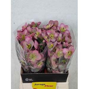 HELL FRK PIPPAS PURP