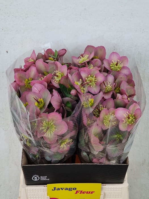 <h4>HELL FRK PIPPAS PURP</h4>