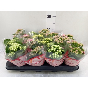 Kalanchoe blos.   ..rosebud mix  5