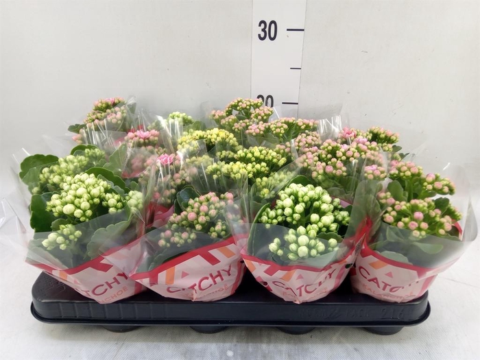<h4>Kalanchoe blos.   ..rosebud mix  5</h4>