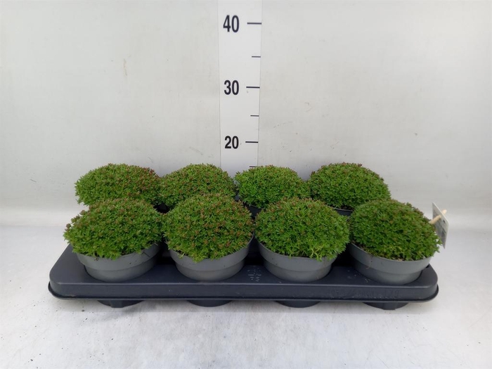 <h4>Saxifraga arend.</h4>