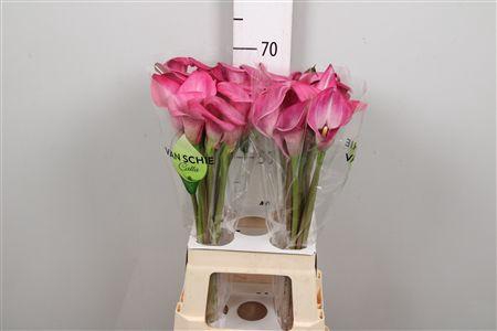 <h4>Zant Beijing</h4>