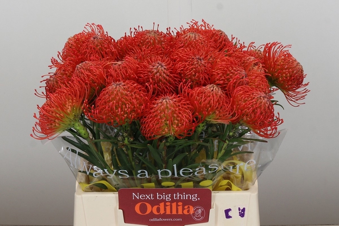 <h4>LEUCO CO SUCCESSION</h4>