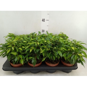 Ficus benja. 'Green Kinky'