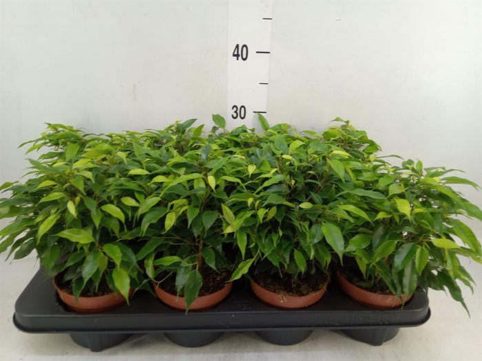 <h4>Ficus benja. 'Green Kinky'</h4>