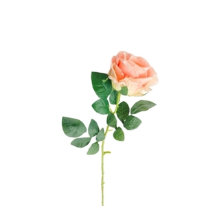 Rosa 65cm