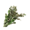 Eucalyptus Preserved Green Baby Blue