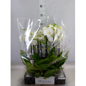Phalaenopsis   ...white
