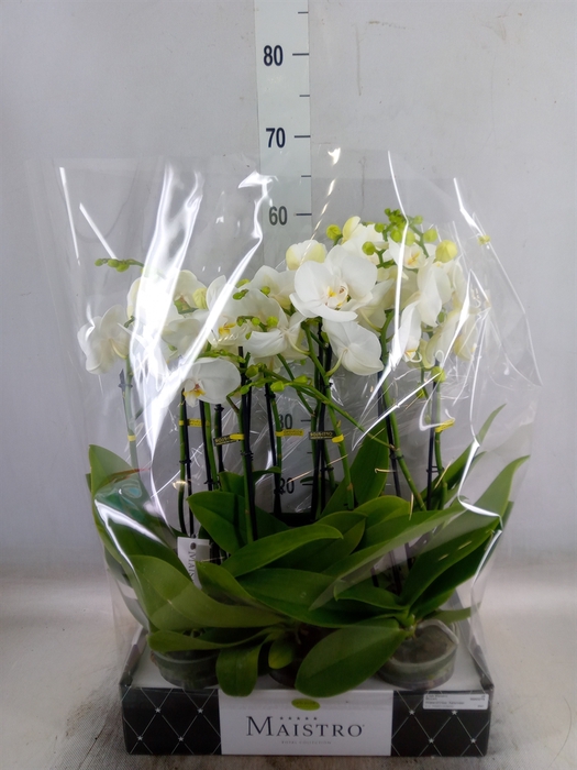 <h4>Phalaenopsis   ...white</h4>