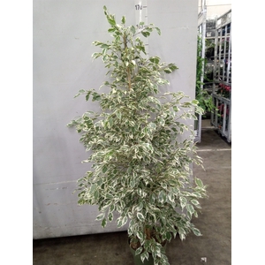 Ficus benja. 'Starlight'