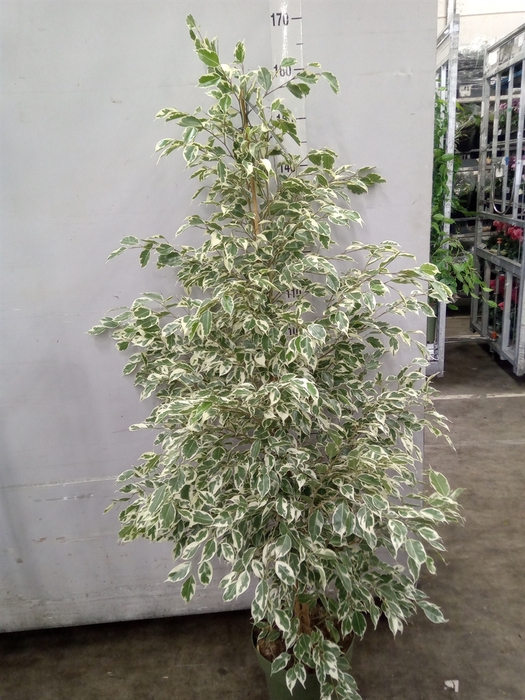<h4>Ficus benja. 'Starlight'</h4>