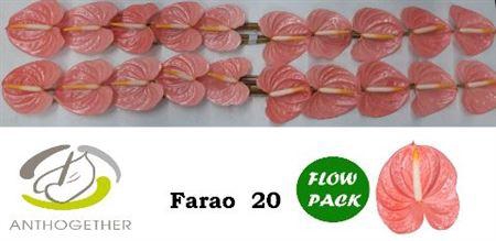 <h4>ANTH A FARAO 20FL</h4>