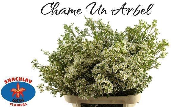 <h4>CHAME UN ARBEL</h4>