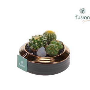Schaal keramiek brons Small met Cactussen