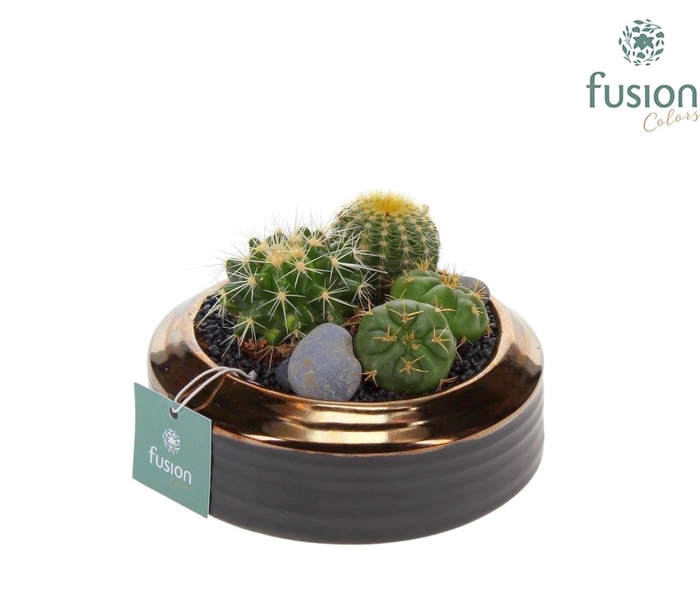 <h4>Schaal keramiek brons Small met Cactussen</h4>