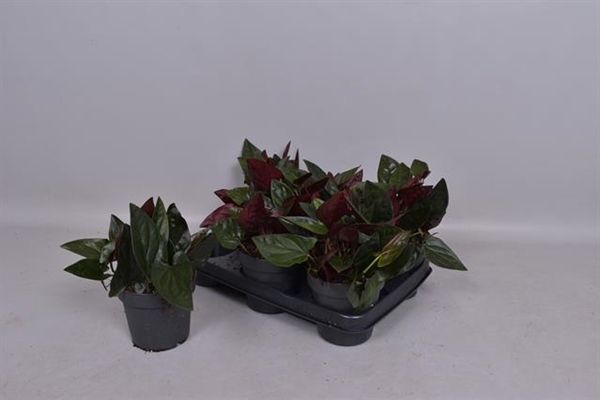 Syngonium Red Arrow 12Ø 20cm