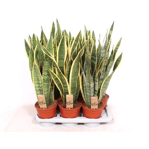 <h4>Sansevieria Laurentii</h4>