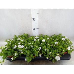 Calibrachoa  'Minifam White'