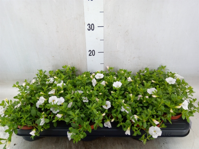 <h4>Calibrachoa  'Minifam White'</h4>