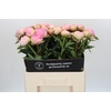 Paeonia Dinner Plate