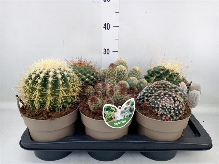 Cactus   ...mix