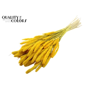 Setaria per bunch Intense Yellow