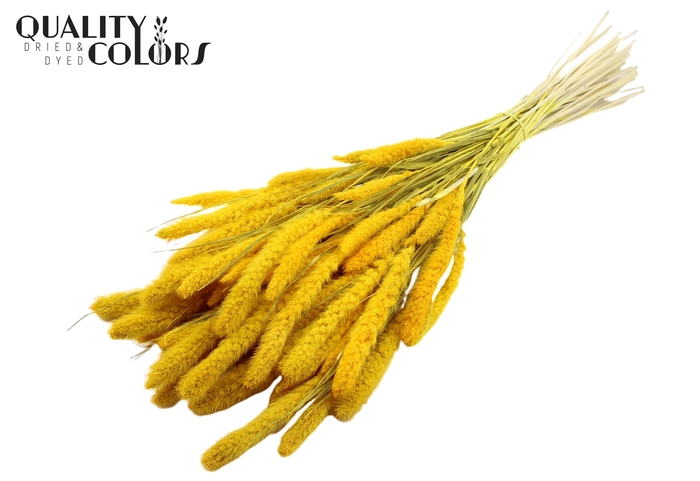 <h4>Setaria per bunch Intense Yellow</h4>