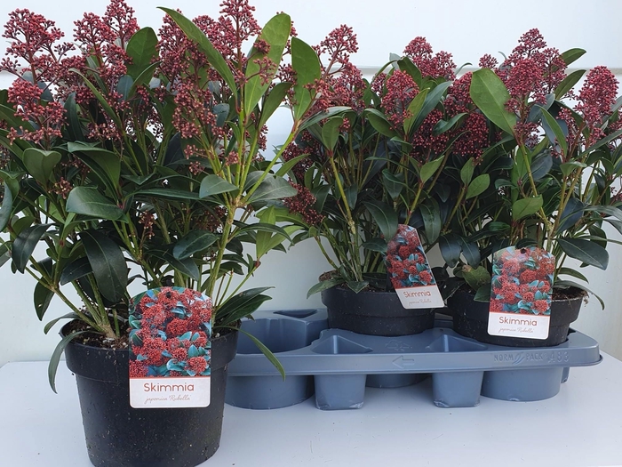 <h4>SKIM J RUBELLA</h4>