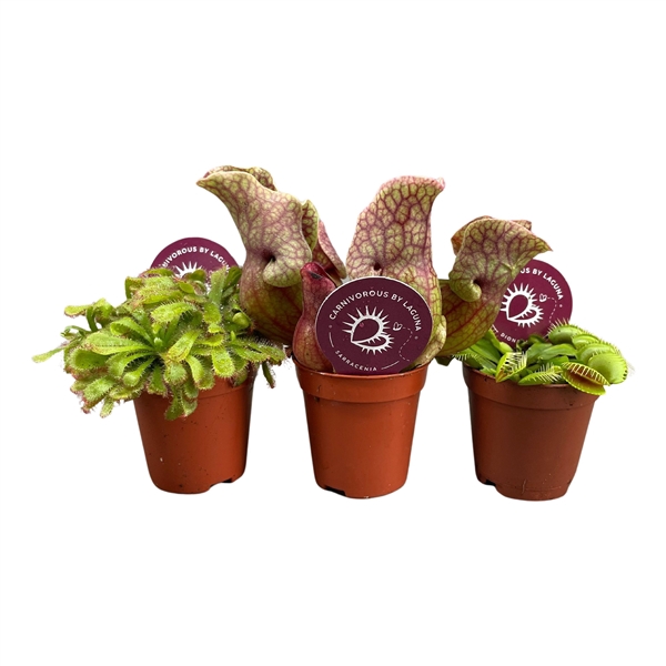 <h4>Vleesetende planten mix 5,5 cm</h4>