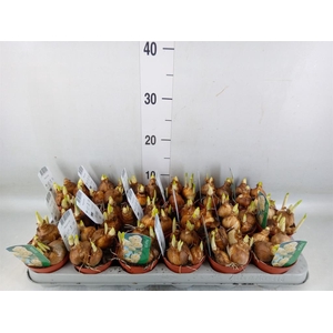 Narcissus DU 'Bridal Crown'