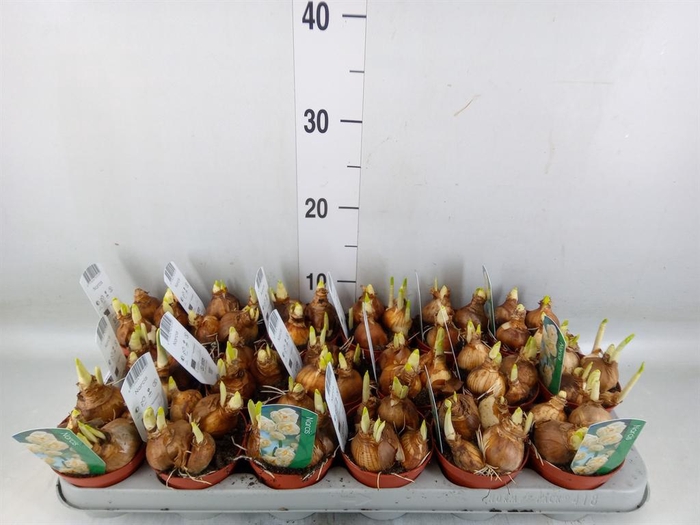 <h4>Narcissus DU 'Bridal Crown'</h4>