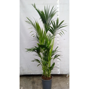 Howea forsteriana
