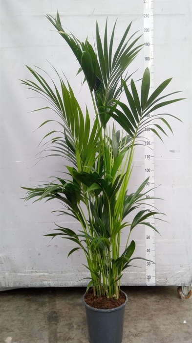 <h4>Howea forsteriana</h4>