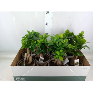 Ficus microcarpa 'Ginseng'
