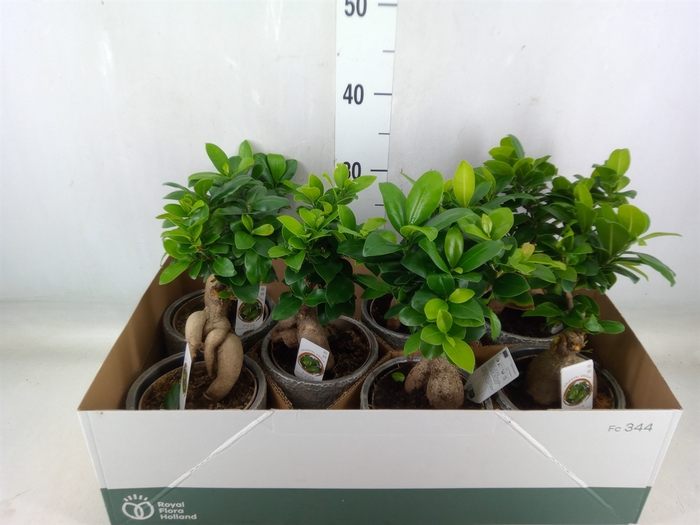 <h4>Ficus microcarpa 'Ginseng'</h4>