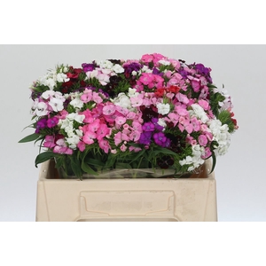 Dianthus Br Mix Rainbow