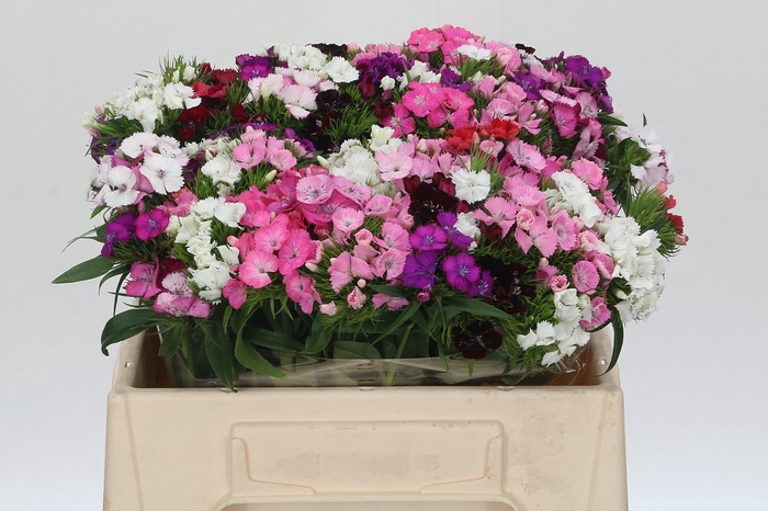 <h4>Dianthus Br Mix Rainbow</h4>