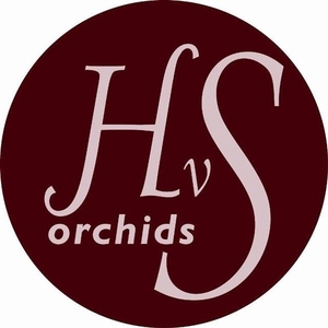 Cymb T Venezia 80 Cm