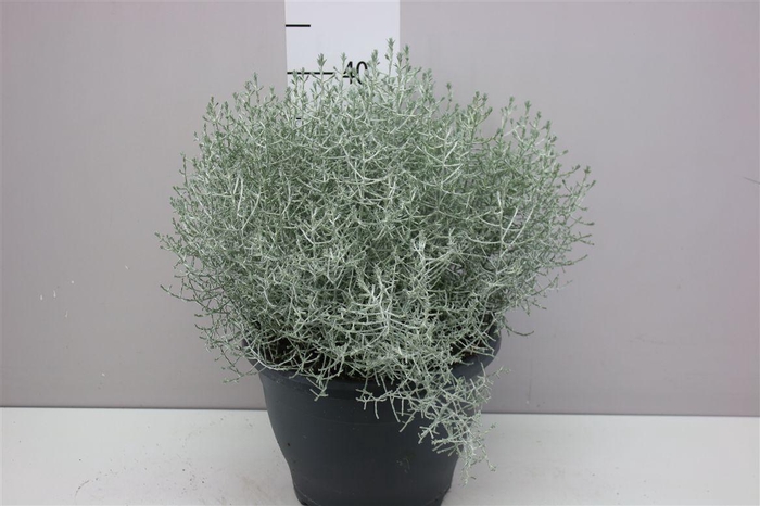 <h4>Calocephalus X</h4>